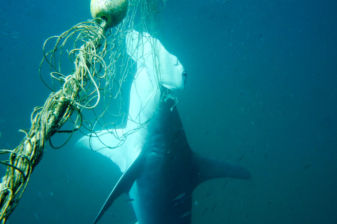 Some facts about shark nets