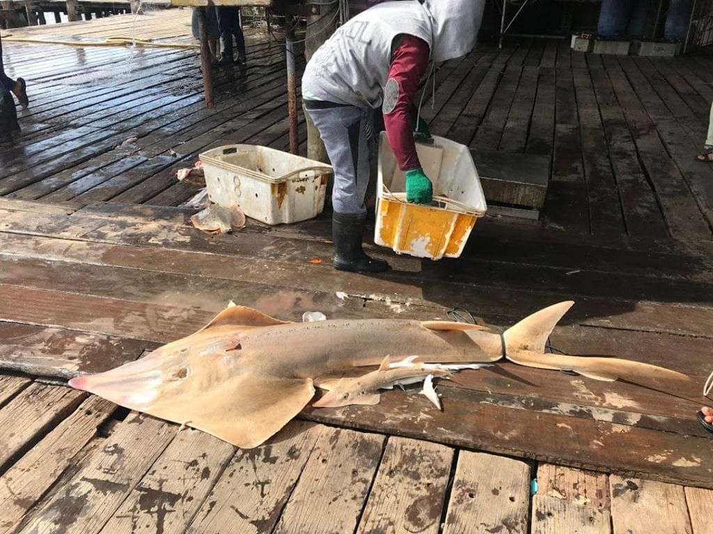 Rays that look like sharks - Save Our Seas Foundation