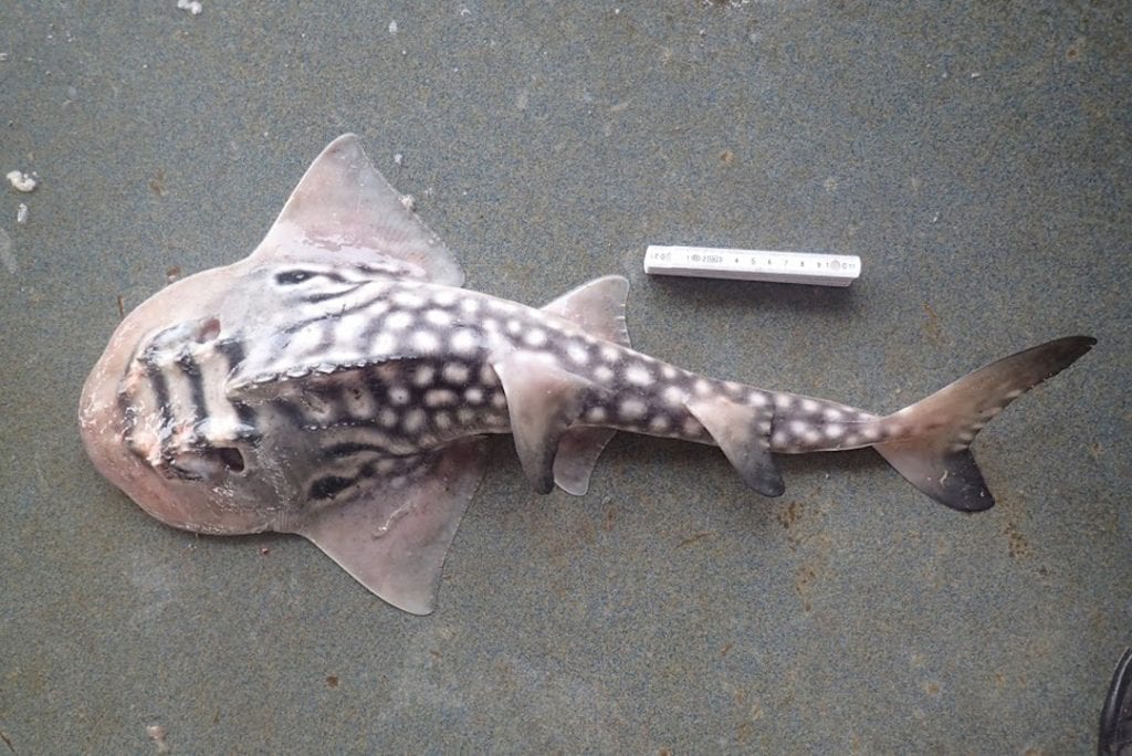 Rays that look like sharks Save Our Seas Foundation