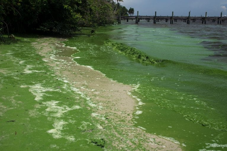 CODE BLUE Algal blooms threaten Florida’s lakes and rivers Save Our