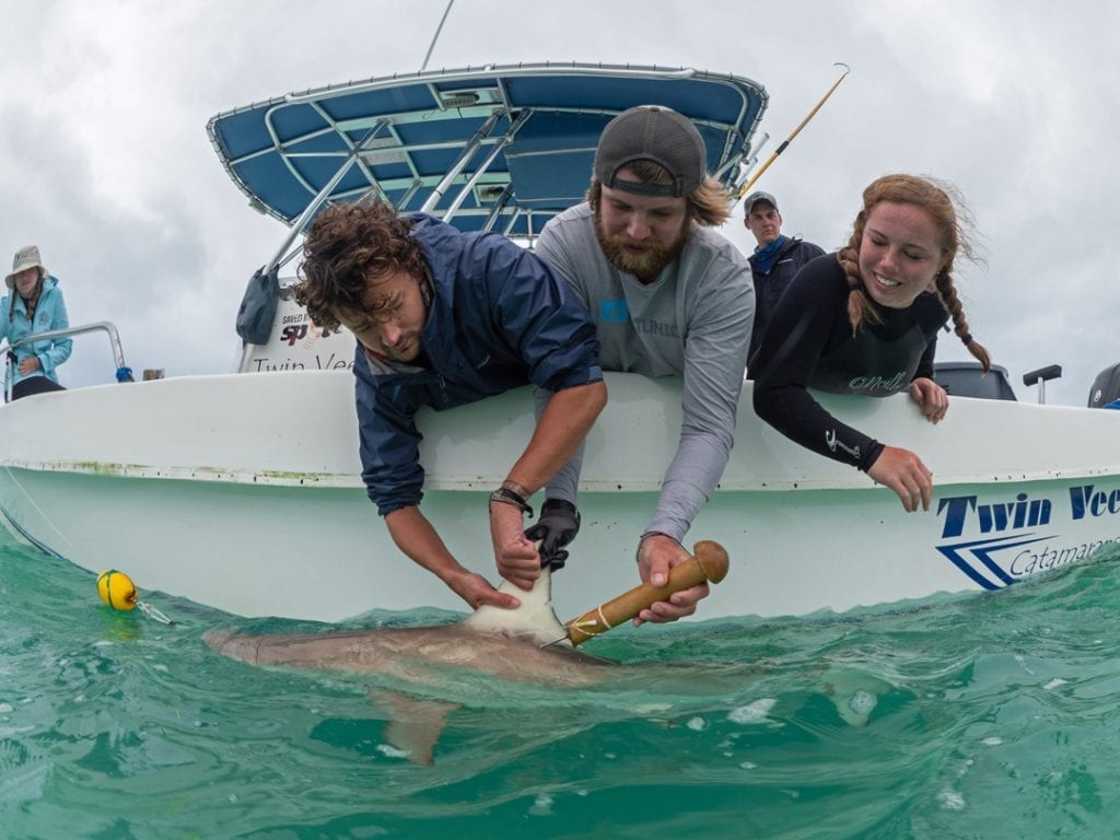 Longlines with Eckerd College - Save Our Seas Foundation