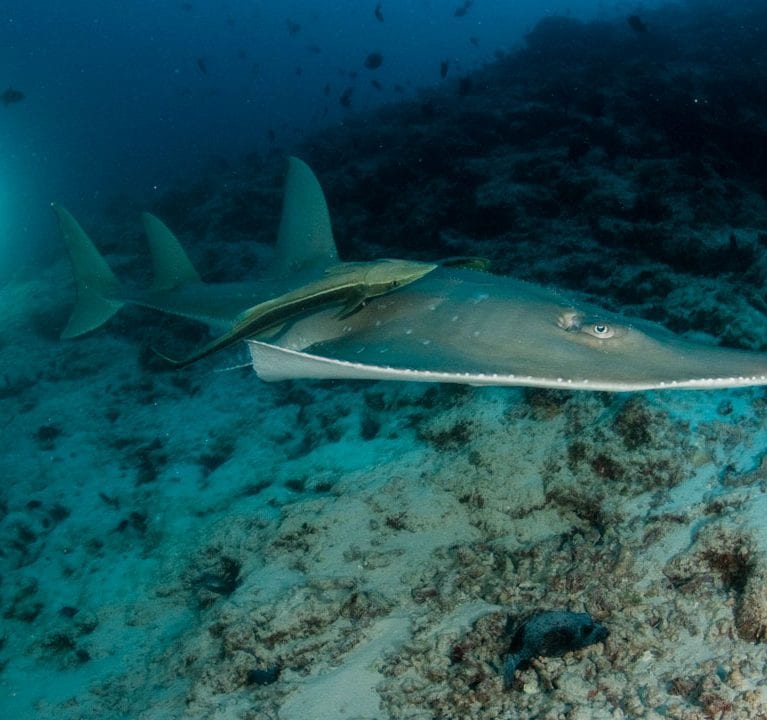 All about the bottlenose: an Endangered wedgefish in Malaysia - Save ...