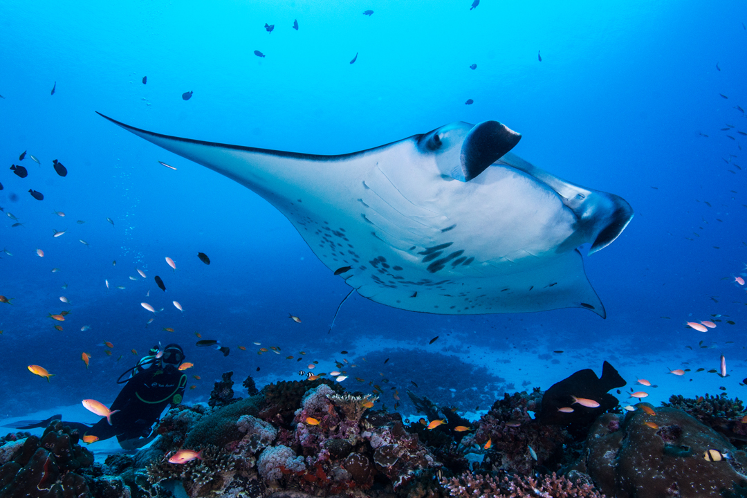 reef manta ray