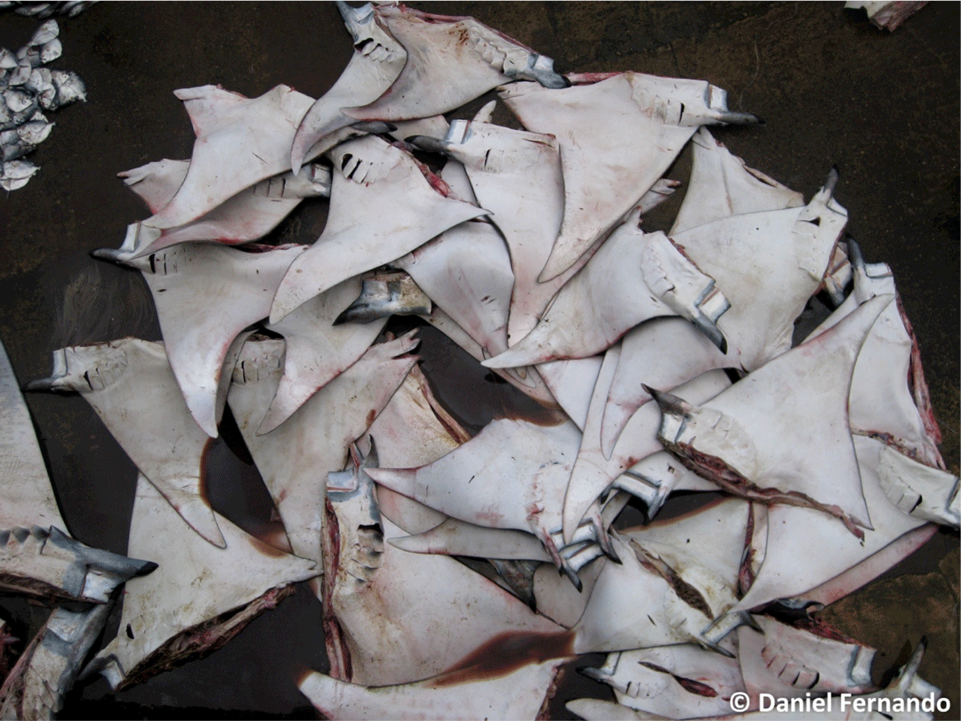 An Introduction to Manta and Devil Ray Bycatch - Save Our Seas Foundation