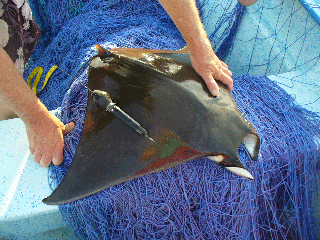 Manta grid' provides a ray of hope against industrial bycatch threat