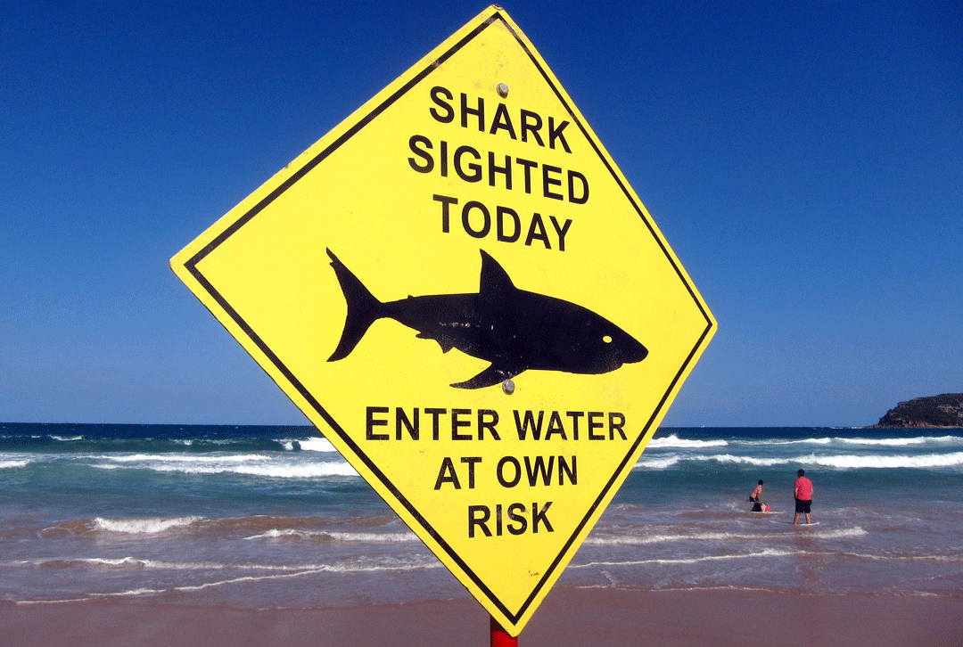 Shark Attacks: Here Are the Places You Are Most Likely to Get Bitten