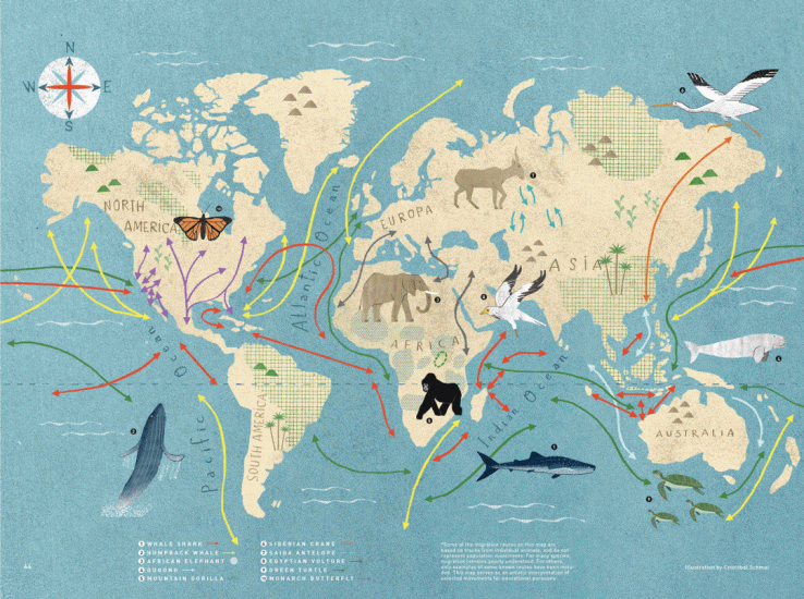 COP13_-_migration_map - Save Our Seas Foundation