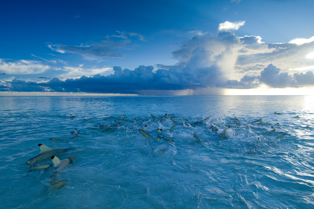 Аргентина моря и океаны. Альдабра. Два океана. Фонд чистые моря. Фотограф Thomas Peschak.