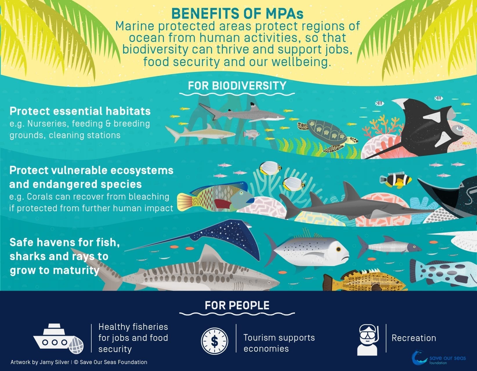 Benefits of Marine Protected Areas - Save Our Seas Foundation