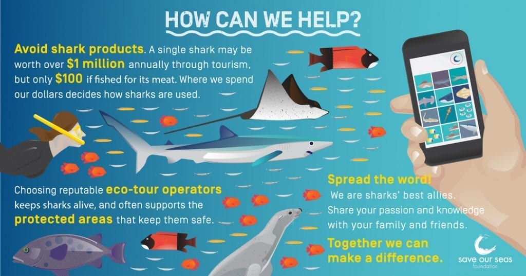 Why Are Sharks Important? - Save Our Seas Foundation