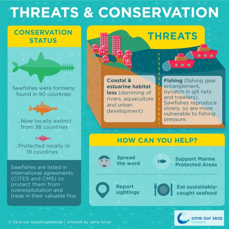 International Sawfish Day 2020 | Save Our Seas Foundation