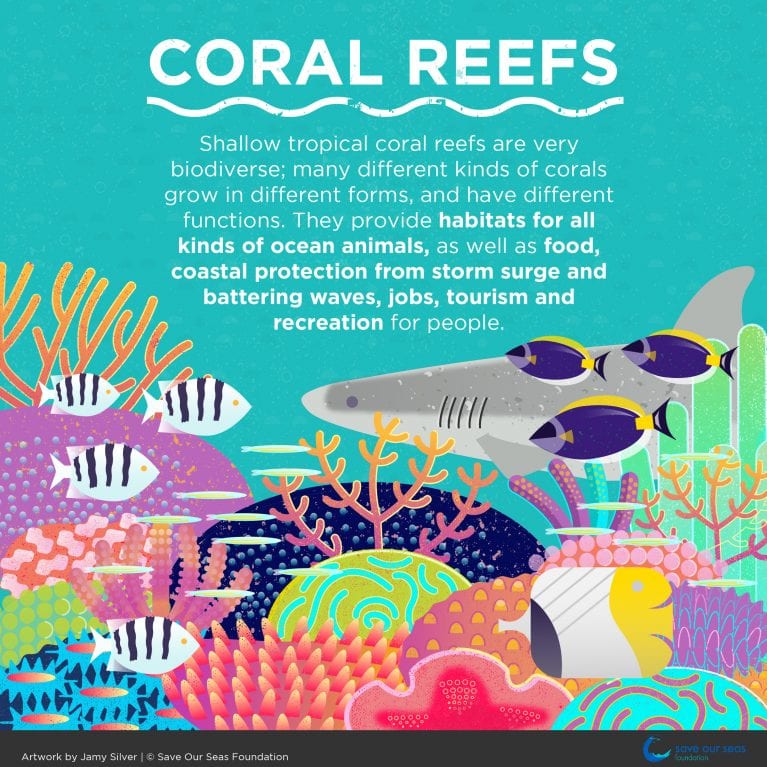 Coral bleaching - Save Our Seas Foundation
