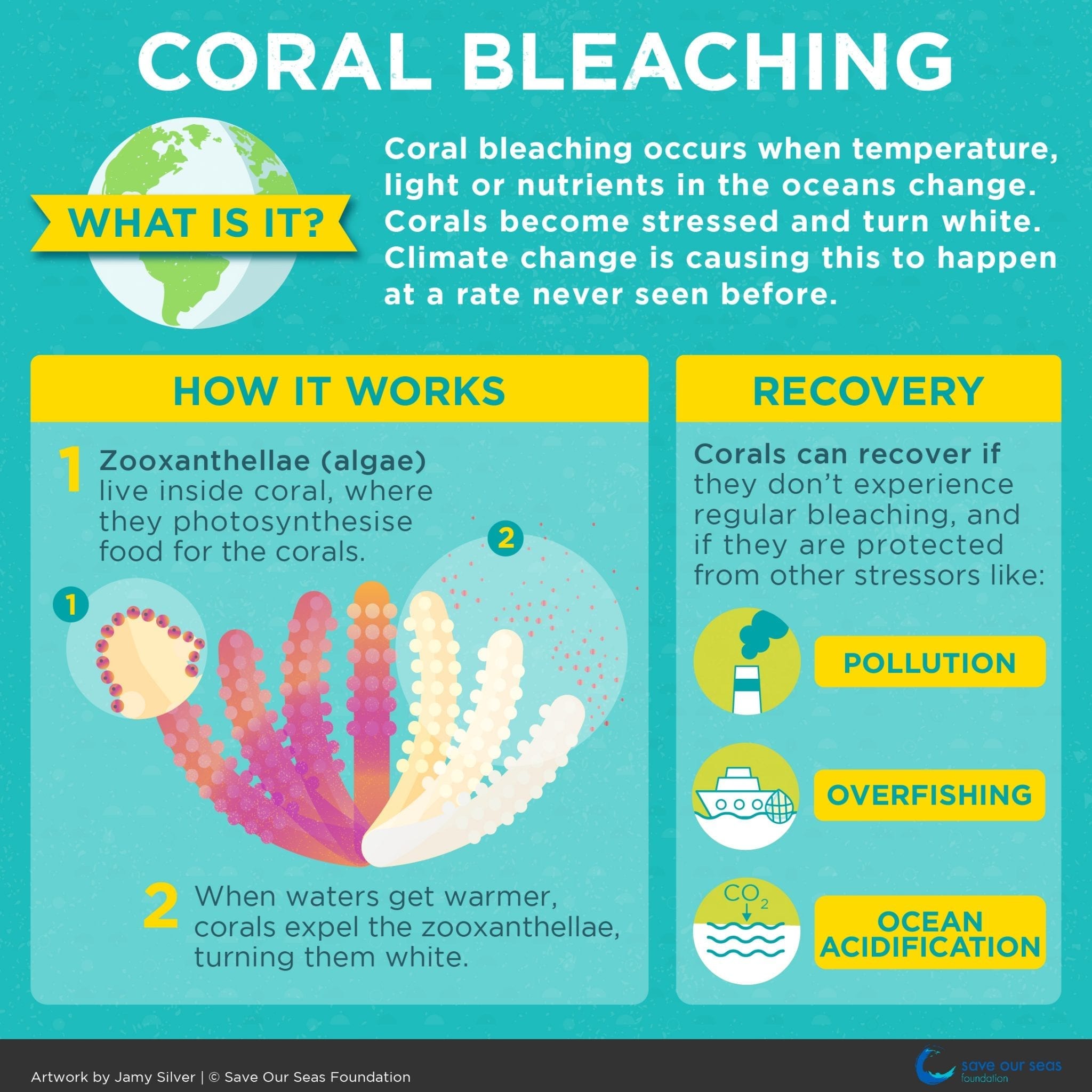 Alarm as scientists announce 4th global coral bleaching event - Save ...