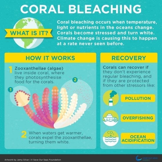 Coral bleaching - Save Our Seas Foundation