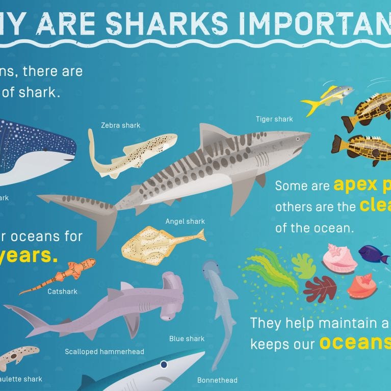 Infographics | Save Our Seas Foundation