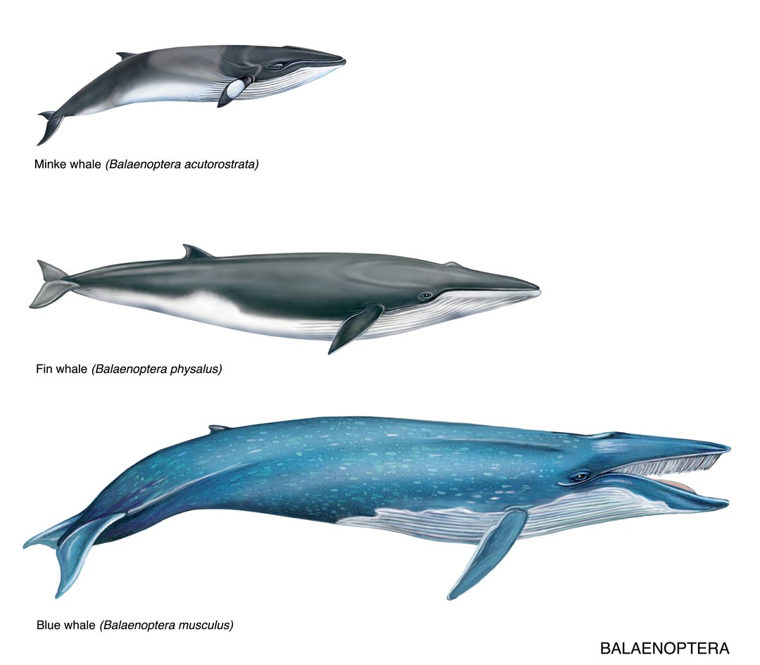Fjordic Fin Whales Save Our Seas Foundation