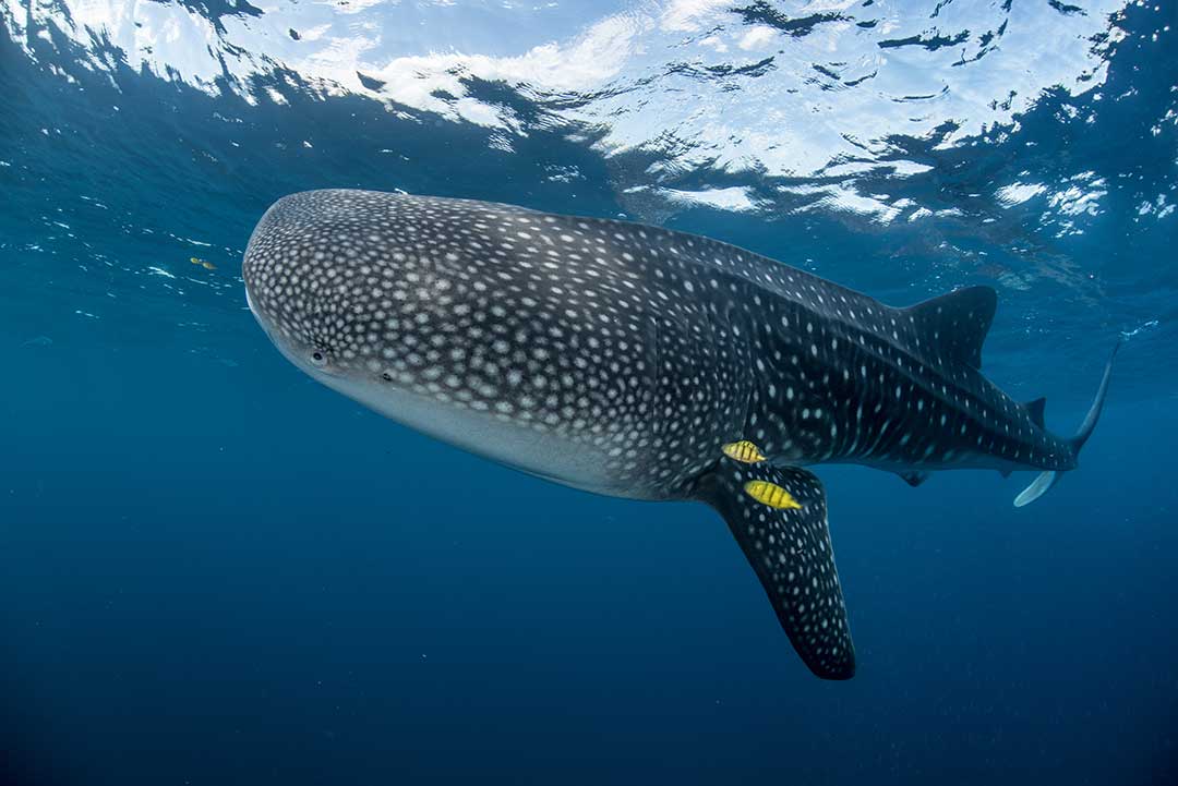 The Biggest Whale Shark In The World