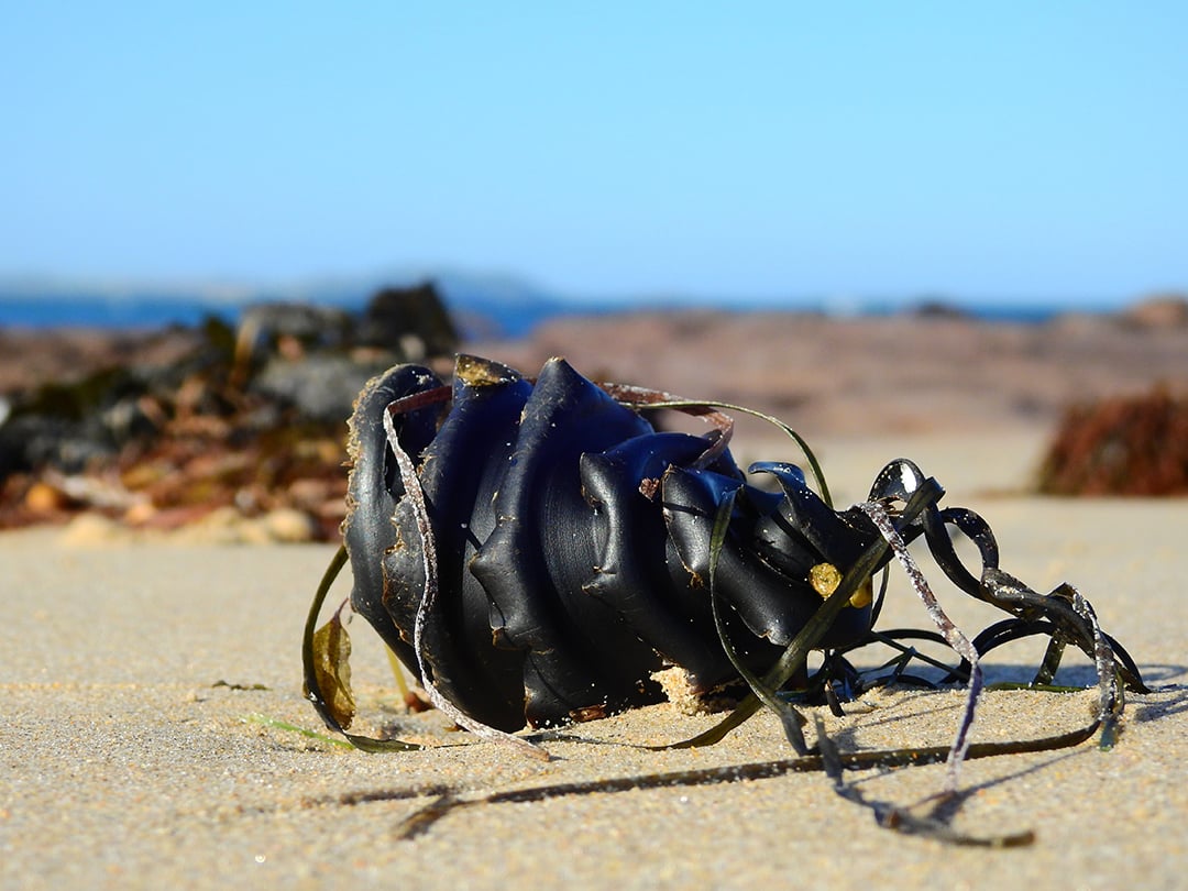 Shark egg/ Mermaid's purse - We have a lot of these on the beaches of South  Africa (specifically West Coast) - 9GAG