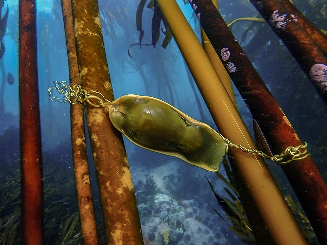 Mermaid's Purse reveals treasure at COAST Discovery Centre - COAST