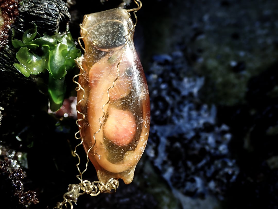 Mermaid S Purse - Shark Egg Case, Washed Up on Beach, Devon, UK. Stock  Photo - Image of case, mermaid: 243549620