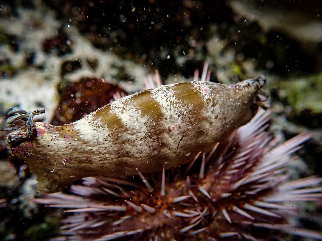 Monterey Bay Aquarium - Behold: A swell shark's eggscellent “mermaid's purse,”  fincrafted in the finest elasmobranchian collagen leather! Attached to the  kelp via twisty tendrils so they don't sail away, incubation for