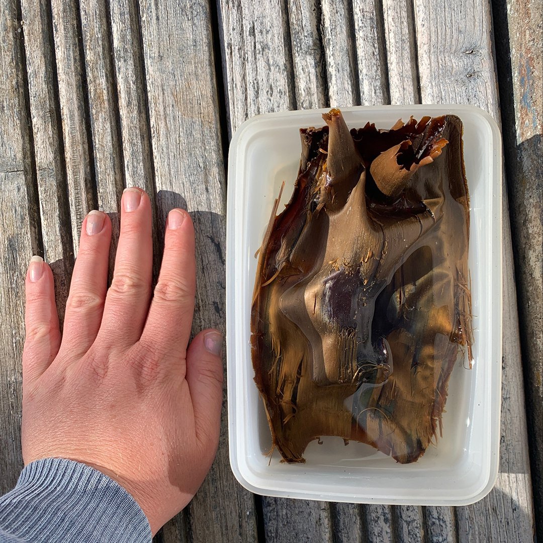 A Baby Swell Shark Inside It's Mermaid's Purse! | Baby swell shark doo doo  doo... Ah you know the rest. Local divers have spotted many swell shark egg  cases recently! Also known