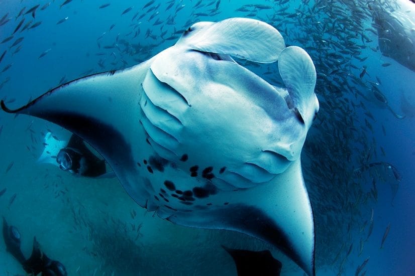 World Manta Day Save Our Seas Foundation