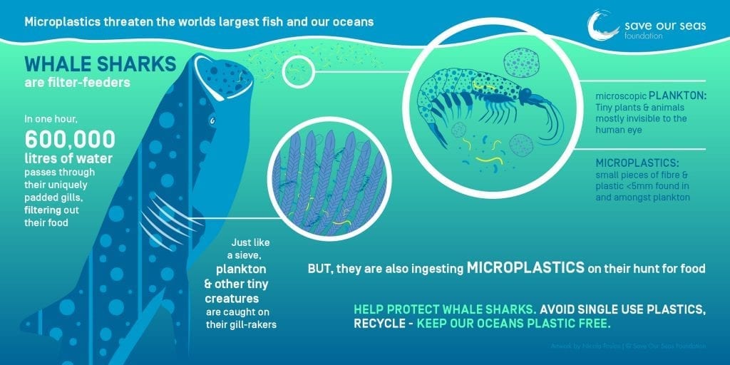 Infographic: How microplastics affect whale sharks