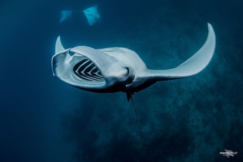 pacific manta ray