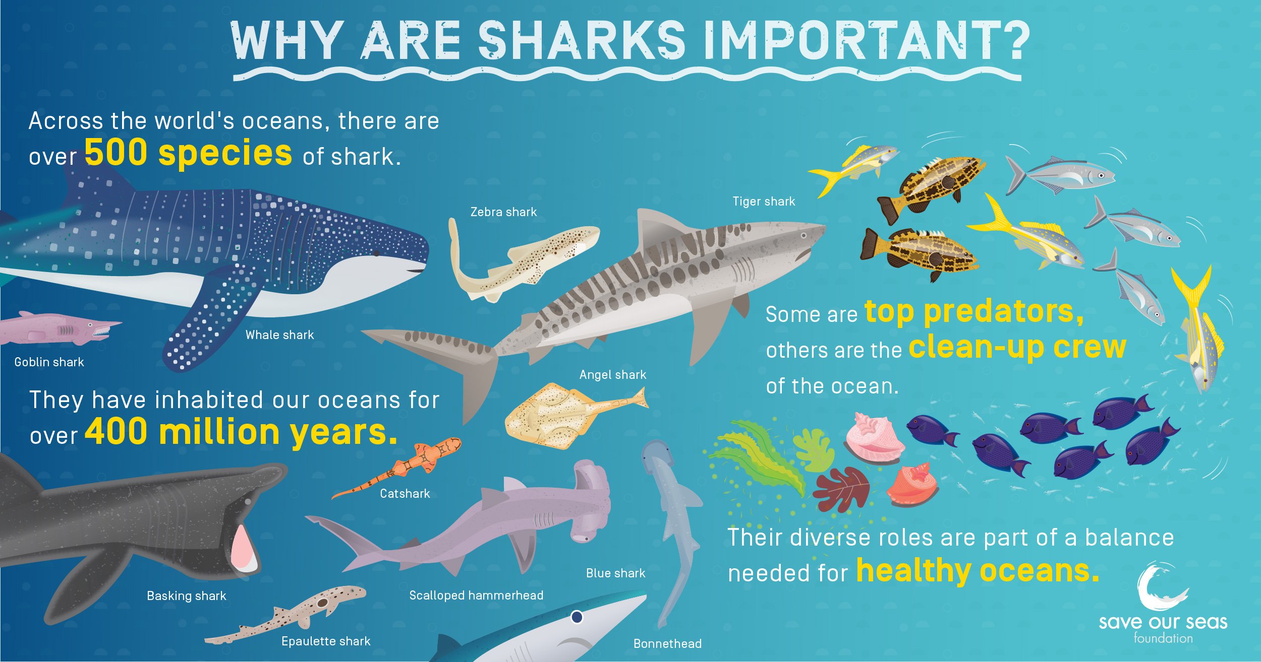 Why are sharks important? - Save Our Seas Foundation