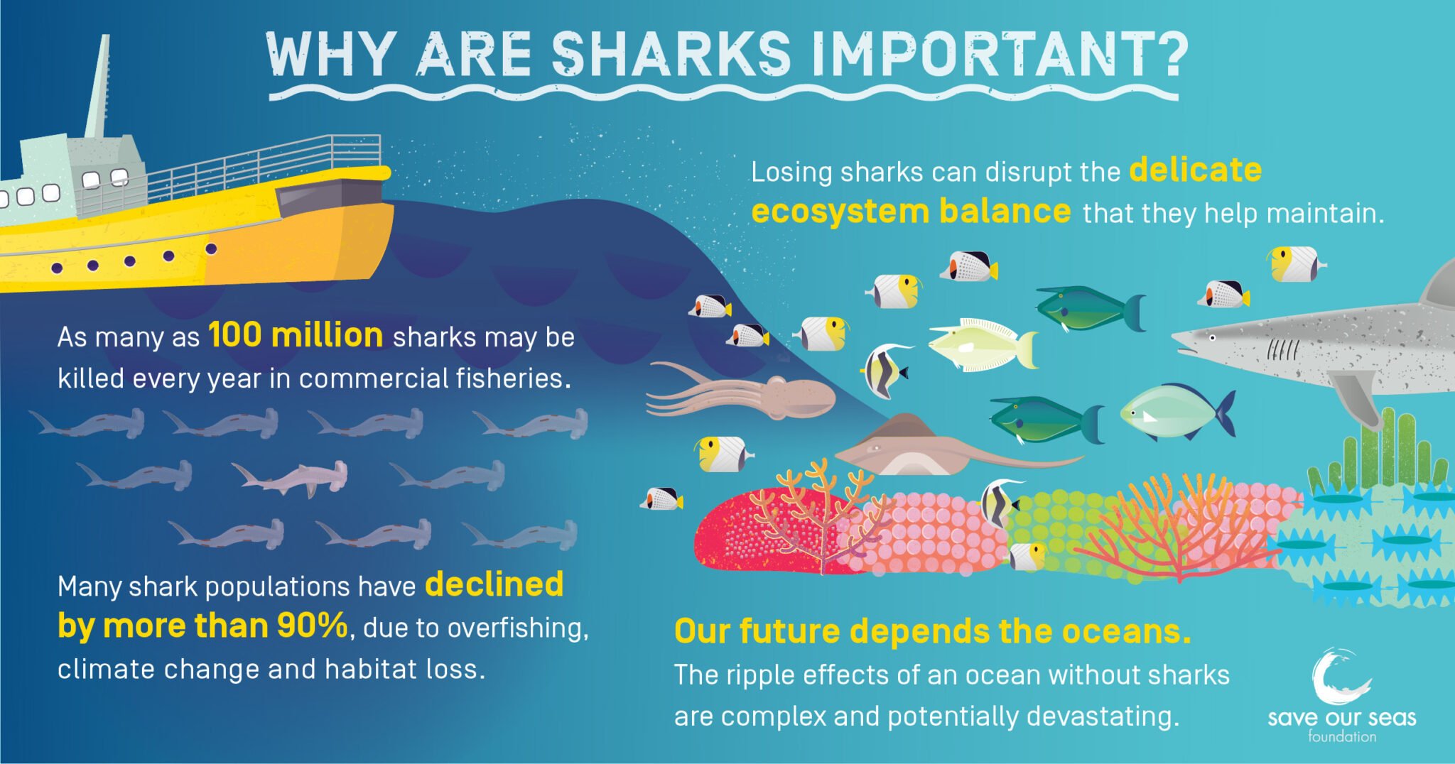 Why are sharks important? - Save Our Seas Foundation