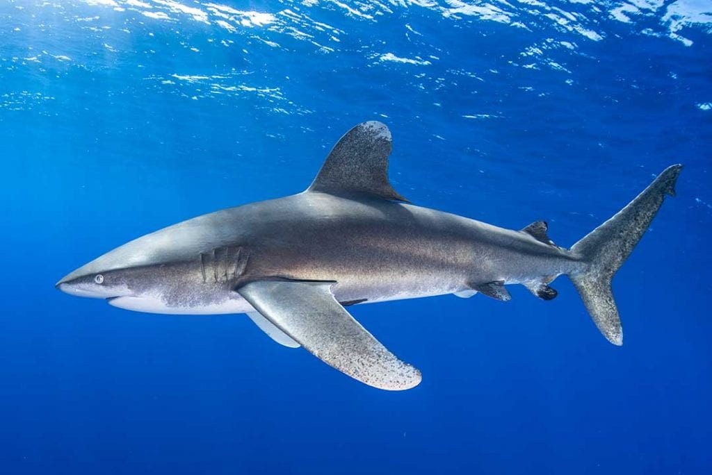 Going, going, going… oceanic shark species on the decline - Save Our ...