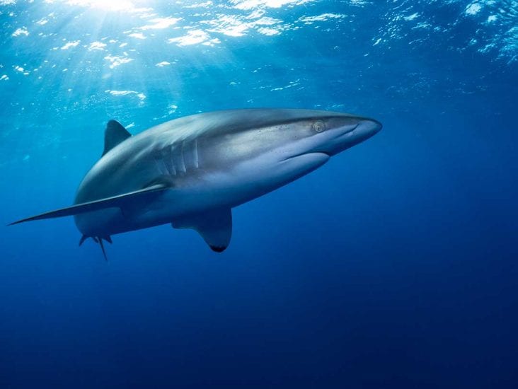 Going, going, going… oceanic shark species on the decline - Save Our ...