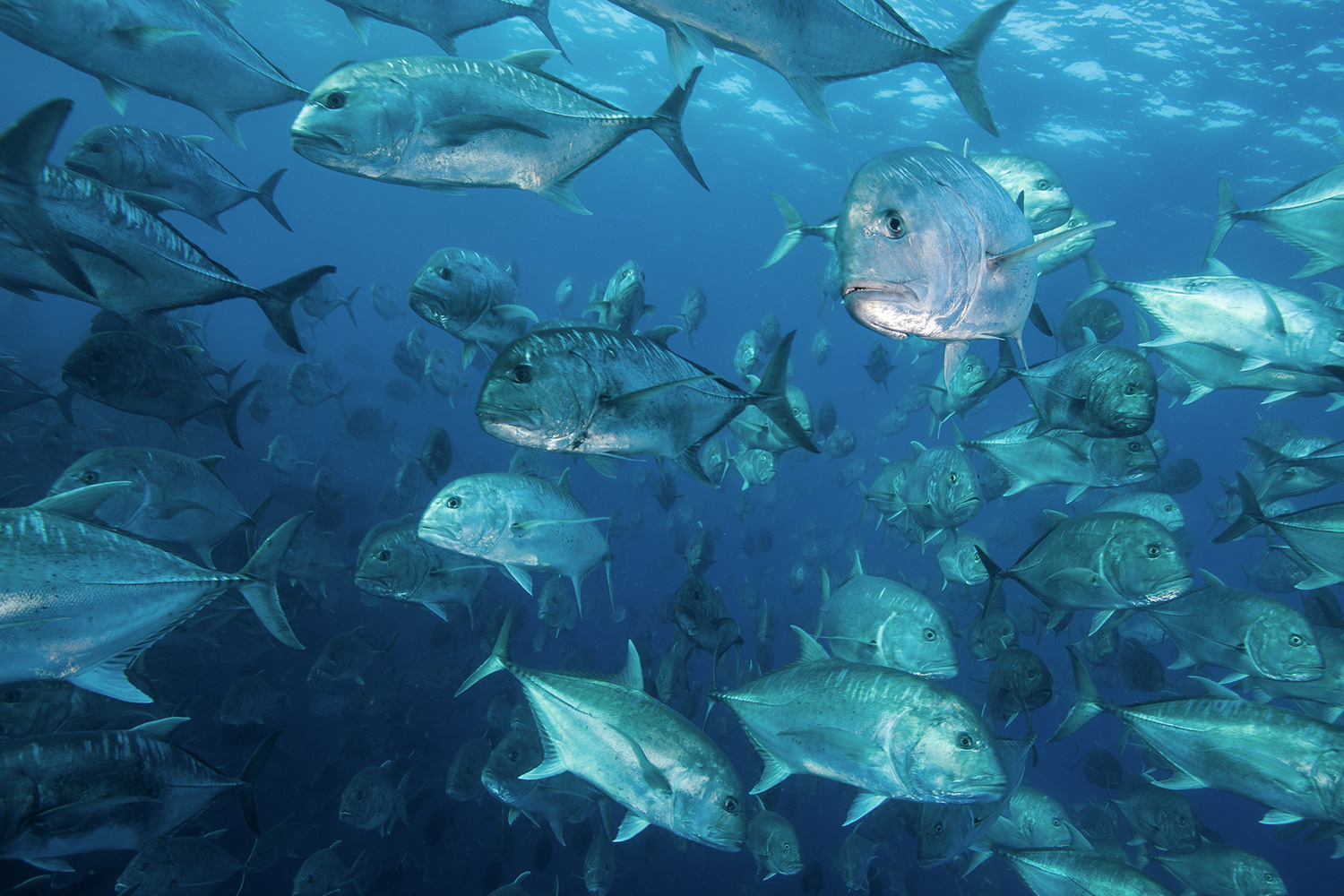 Three years of tracking trevally - what did we find? - Save Our Seas  Foundation