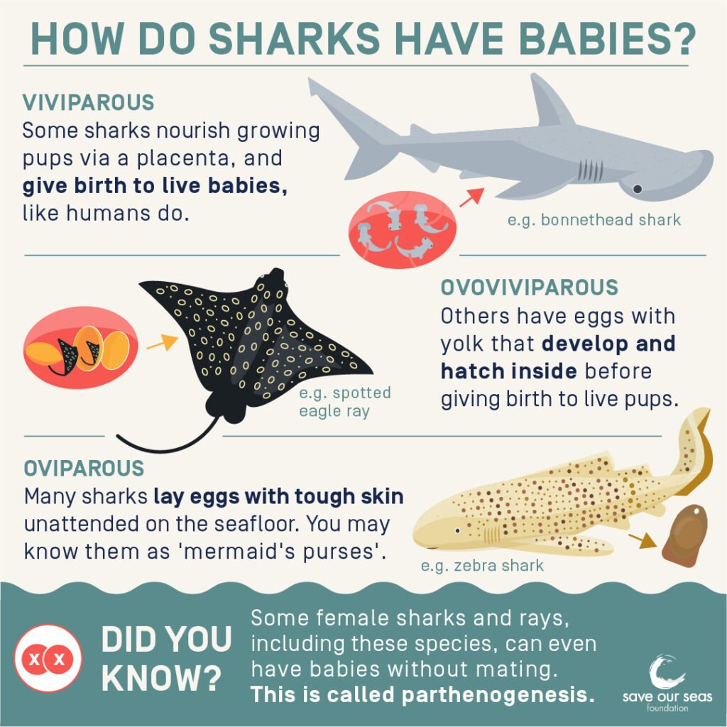 Shark reproduction infographic - Save Our Seas Foundation