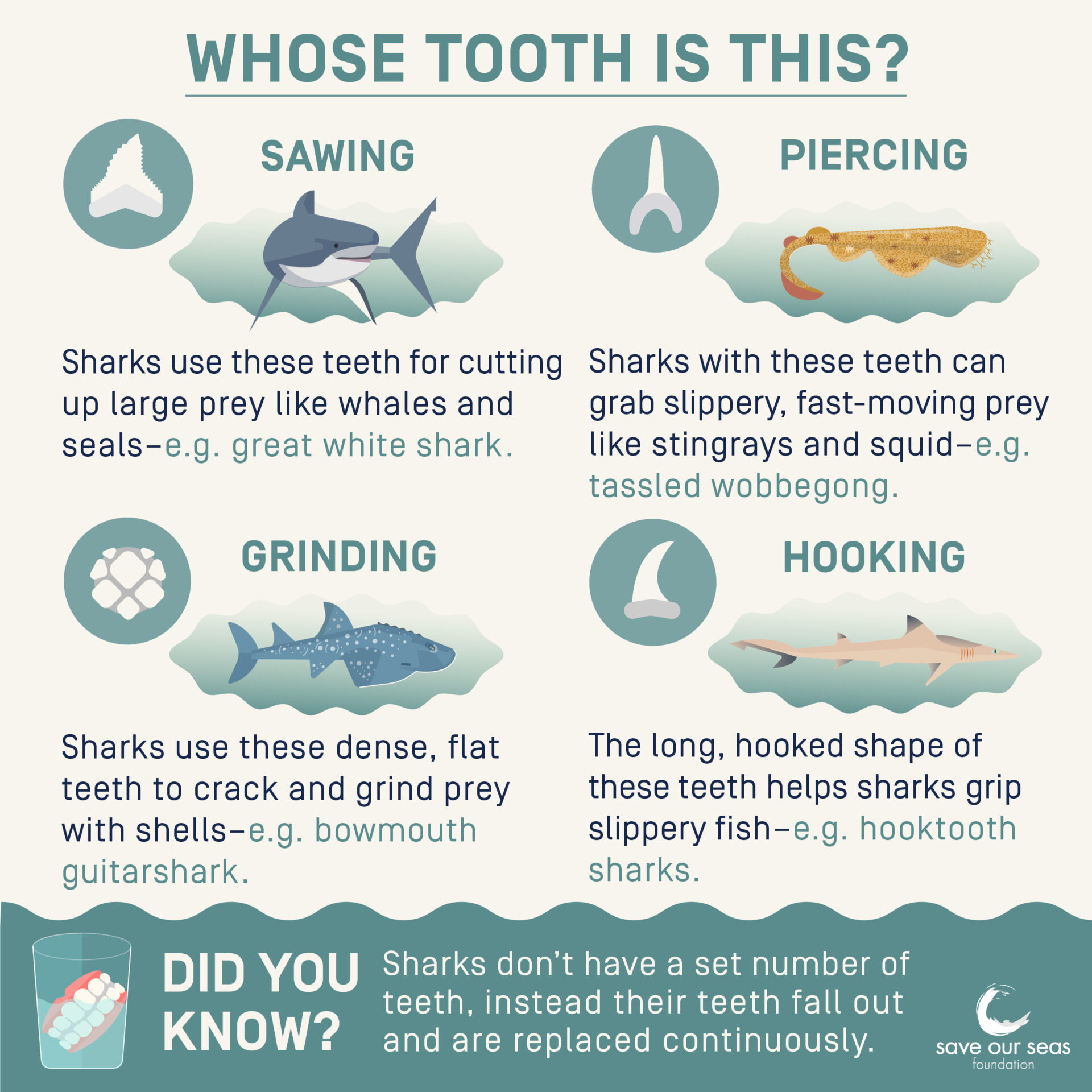 Types of shark teeth infographic - Save Our Seas Foundation