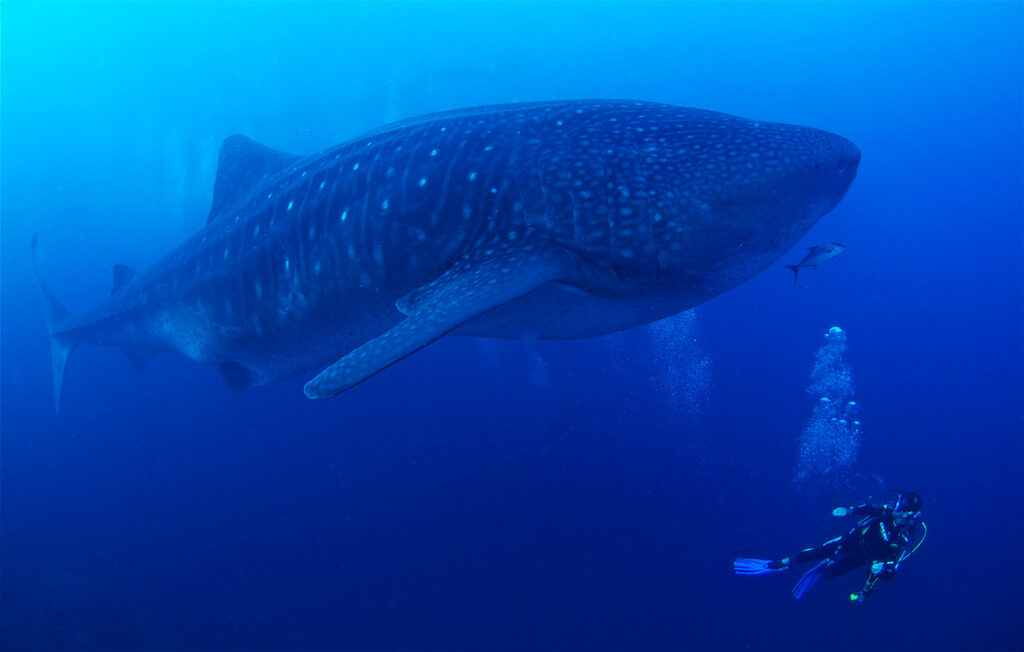 WEB_Whale-shark-&-diver-Darwin-Galapagos-PS - Save Our Seas Foundation