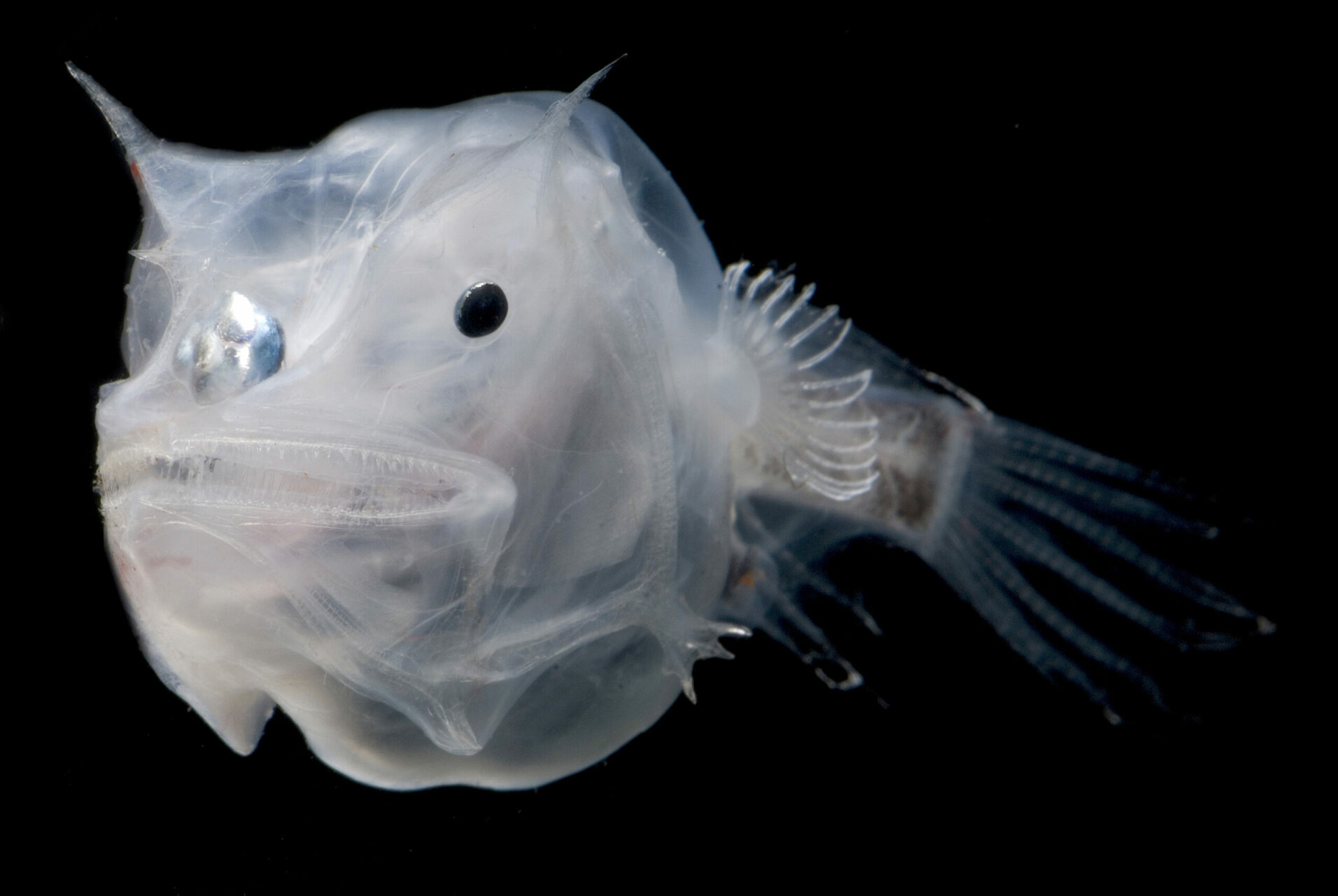 Anglerfishes, immunity & organ transplants - Save Our Seas Foundation