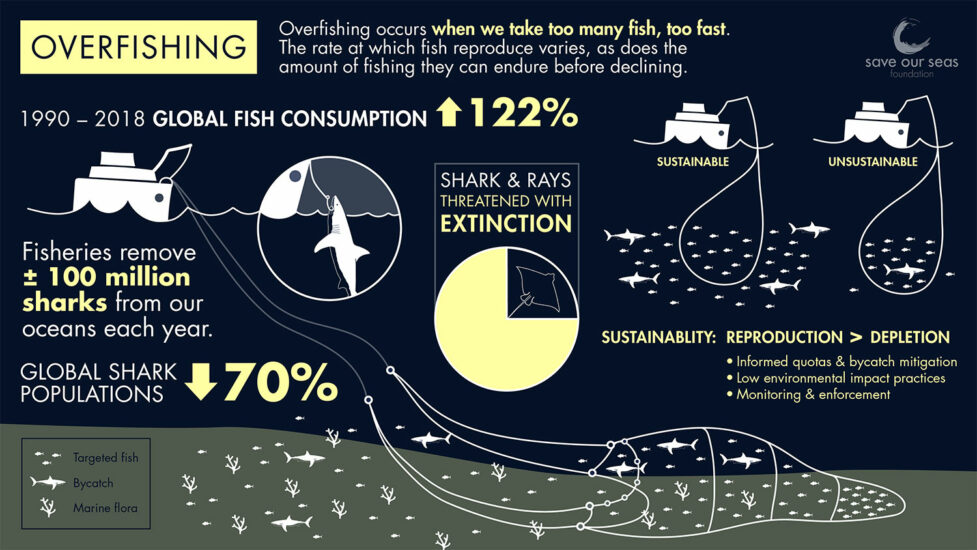 Overfishing: Driving Extinction - Save Our Seas Foundation