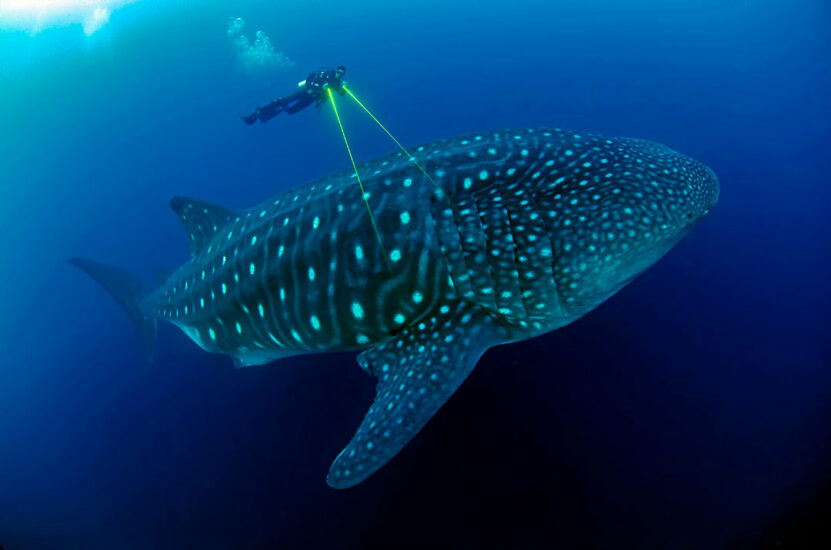 Getting to know whale sharks in the Galapagos - Save Our Seas Foundation