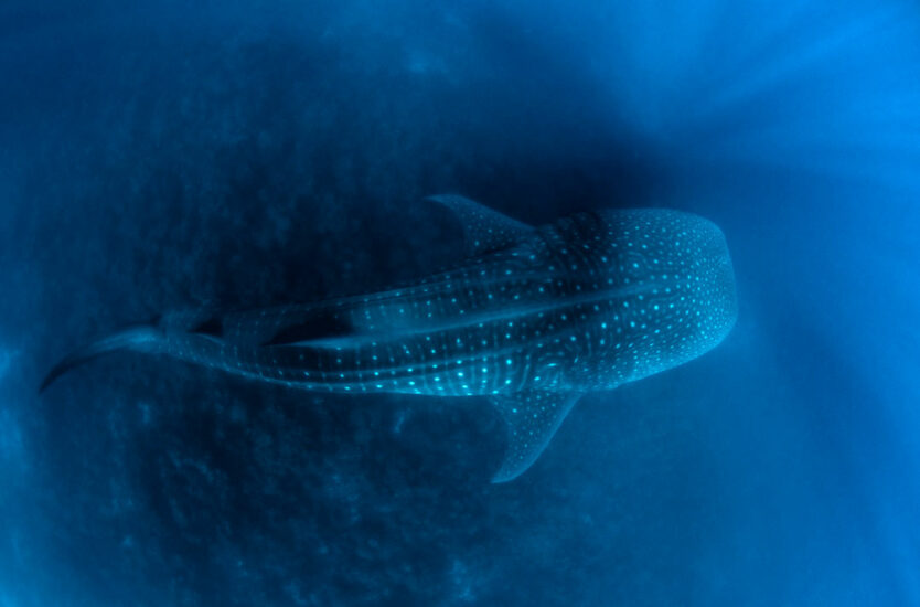 Getting to know whale sharks in the Galapagos - Save Our Seas Foundation