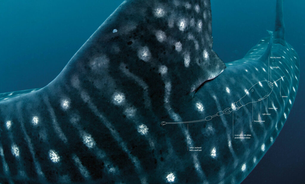 Whale shark tag graphic - Save Our Seas Foundation