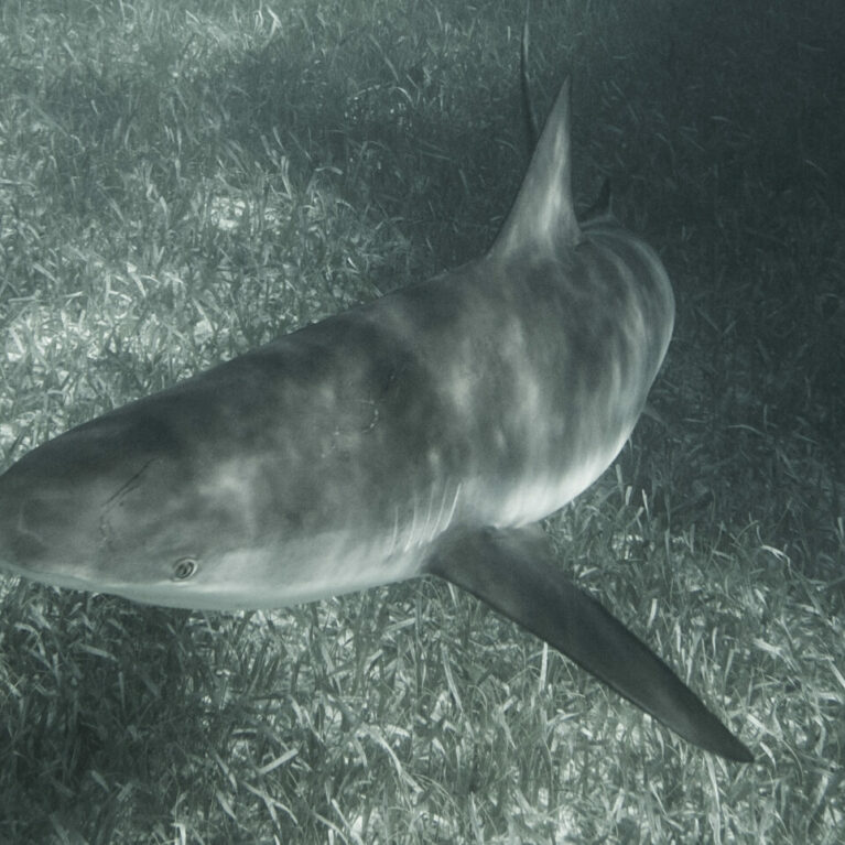 News - IUCN SSC Shark Specialist Group