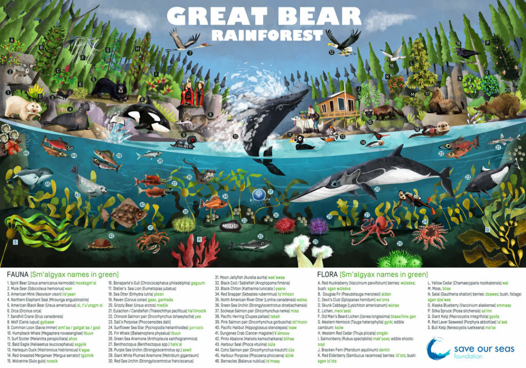 The Great Bear Rainforest Save Our Seas Foundation