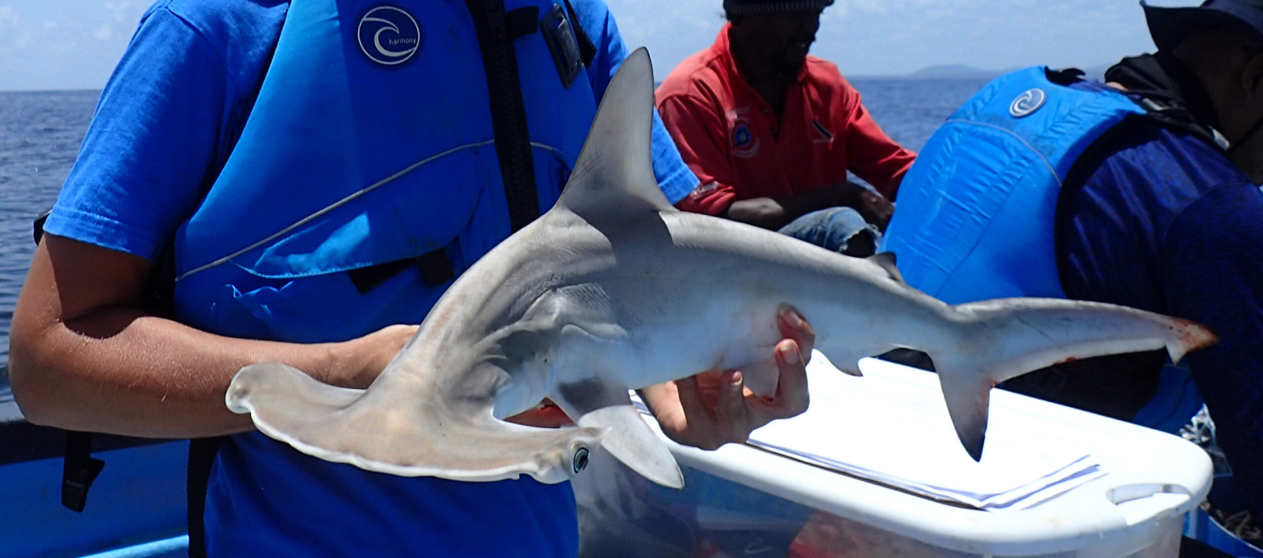 The challenges of shark fishing - Save Our Seas Foundation