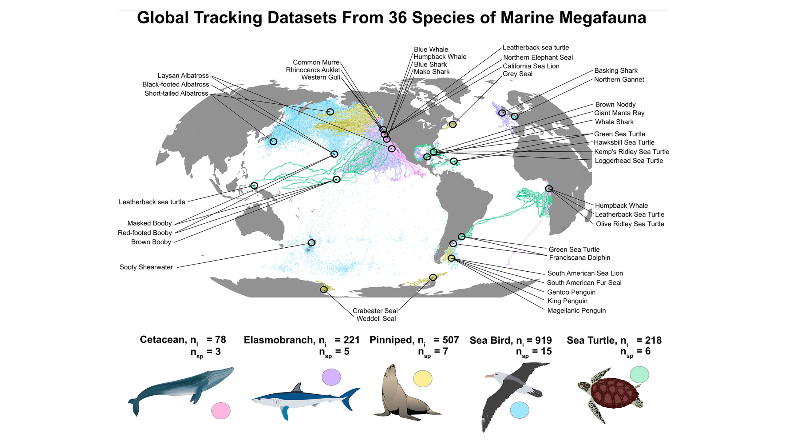 Whale Shark Migration Map Whale Shark Migration Map