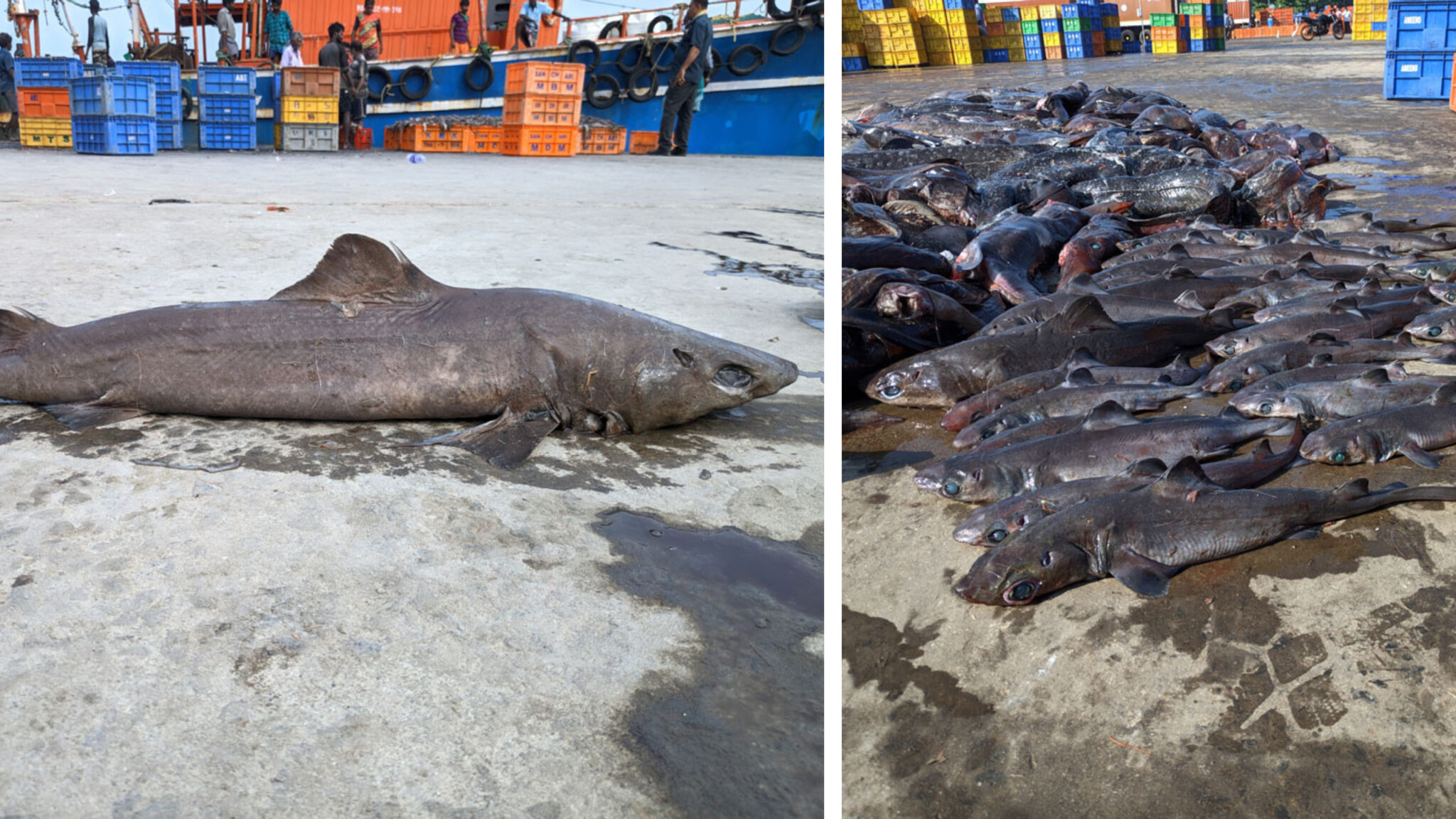 Is by-catch responsible for the decline of deep-sea oil sharks? - Save ...