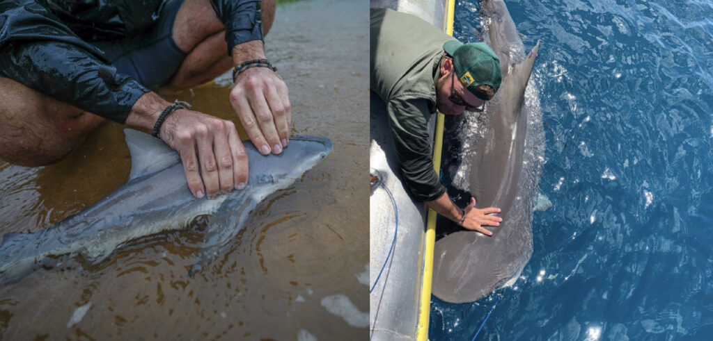 From baby sharks to mommy sharks - Save Our Seas Foundation