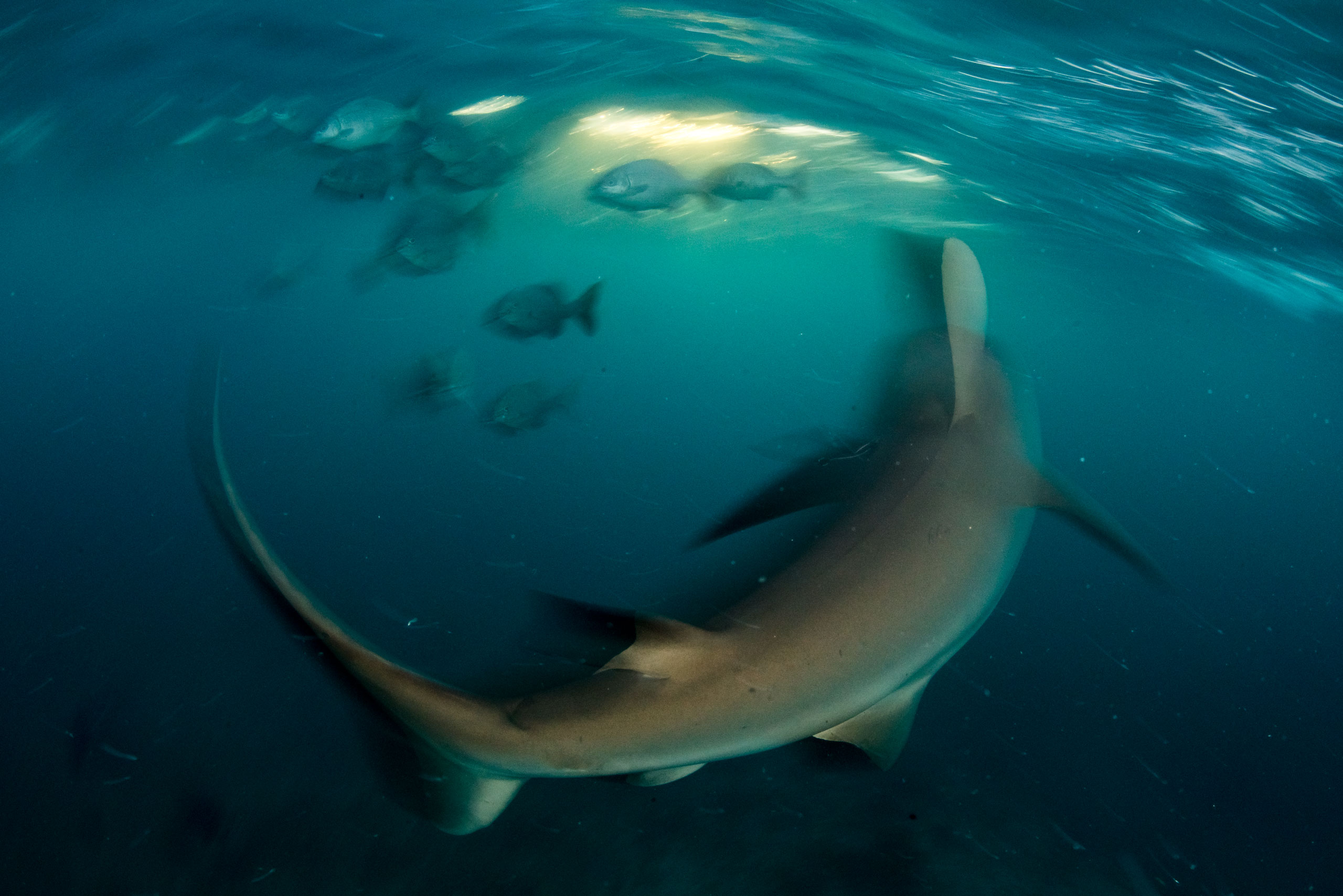 Caribbean reef shark - Save Our Seas Foundation