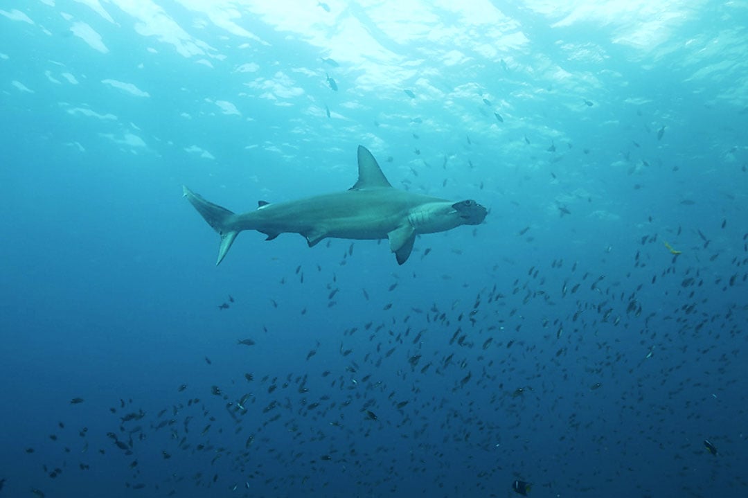 scalloped hammerhead shark - Save Our Seas Foundation